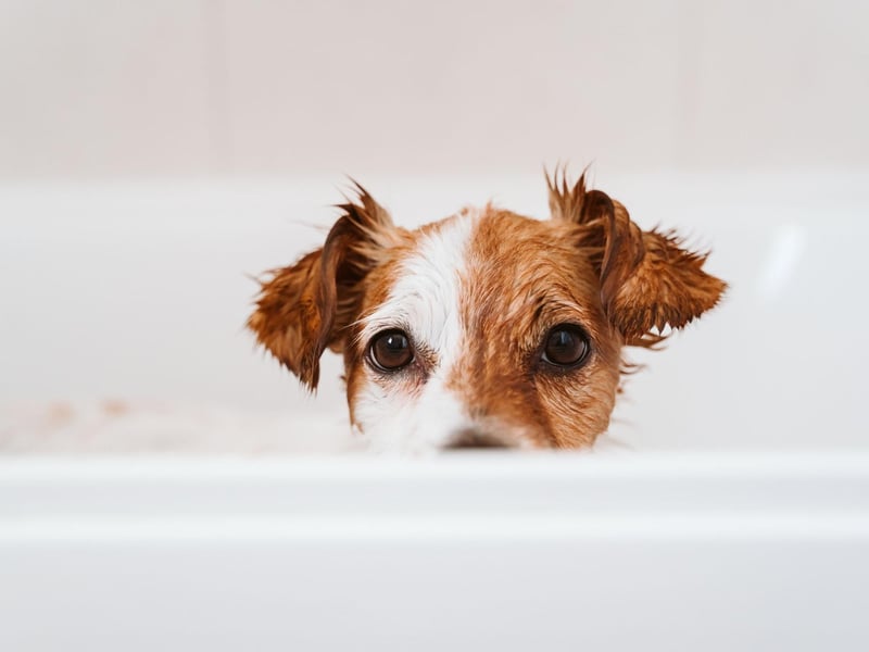 Even if you believe that all the shampoo has been removed after rinsing, make sure you double or even triple rinse. Ensuring every little bit of shampoo has been removed is vital as any remaining suds can irritate your dog’s skin.