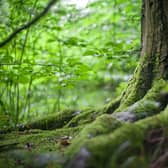 Photosynthesis ultimately powers almost all life on Earth - now Professor Erik Gauger asks if it could inspire engineered solutions for the sustainable generation of energy. PIC: Contribution.