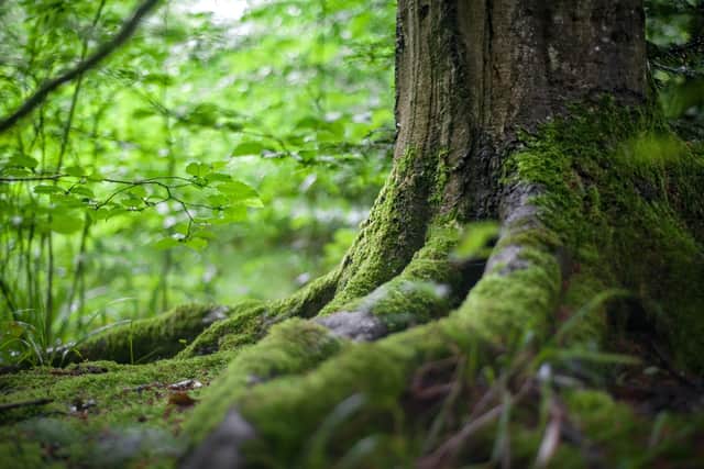 Photosynthesis ultimately powers almost all life on Earth - now Professor Erik Gauger asks if it could inspire engineered solutions for the sustainable generation of energy. PIC: Contribution.