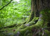 Photosynthesis ultimately powers almost all life on Earth - now Professor Erik Gauger asks if it could inspire engineered solutions for the sustainable generation of energy. PIC: Contribution.