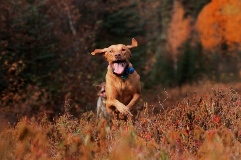The Vizsla was used for falconry as far back as the 14th century, when it would spend all day happily ranging the vast Hungarian plains. Today it makes for a great pet for an active family, who can take it in turns to take their dog out for long walks.