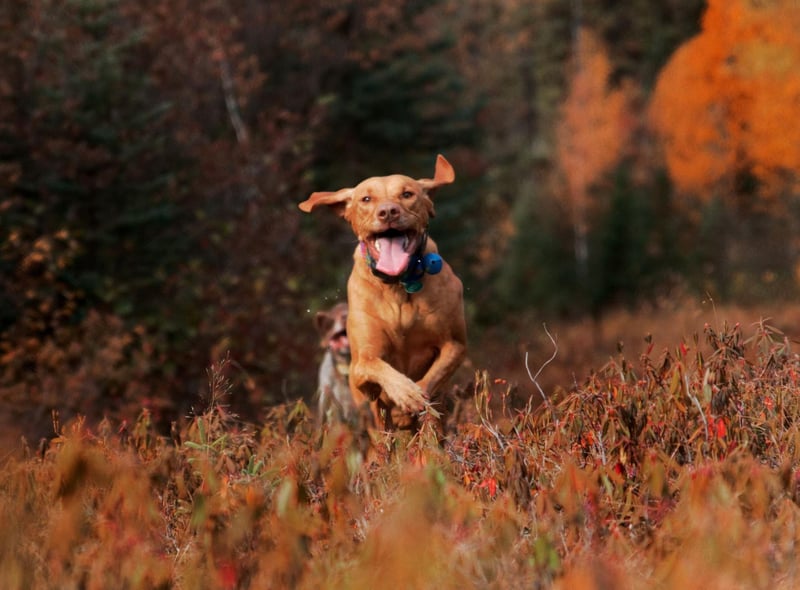 The Vizsla was used for falconry as far back as the 14th century, when it would spend all day happily ranging the vast Hungarian plains. Today it makes for a great pet for an active family, who can take it in turns to take their dog out for long walks.