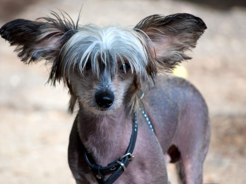 The Chinese Crested is a great dog for allergy sufferers due to their lack of hair. They are also tremendously psychologically sensitive, easily developing abandonment issues if you are constantly popping out without your canine friend.