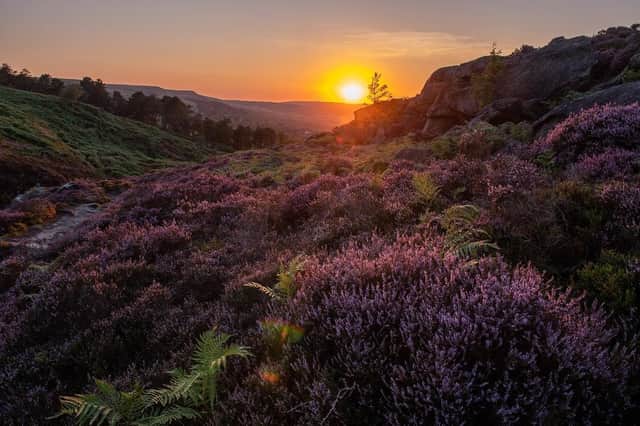 A visually stunning display of heather