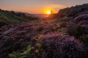 The UK’s internationally rare heather moorland habitat is at risk 