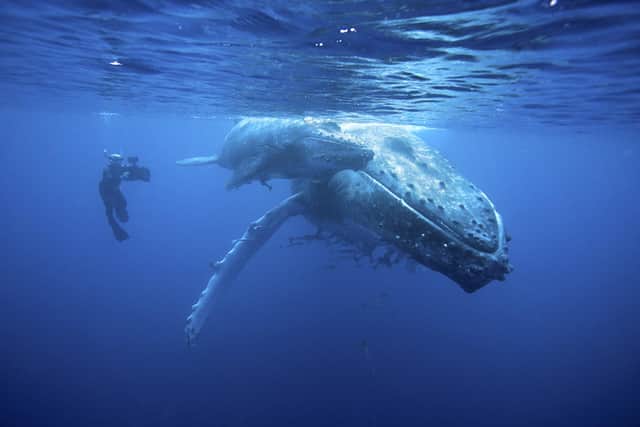 Doug Allan and Humpback, Tonga. Credit Sue Flood