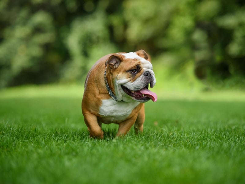 Breeds of dogs that have flat faces are referred to as being brachycephalic and the Bulldog falls into this category. They have narrow nostrils and airways meaning they can find it hard to breathe properly when they get too hot - so overheat further. If it's hot outside, skip taking that extra walk with your Bulldog.
