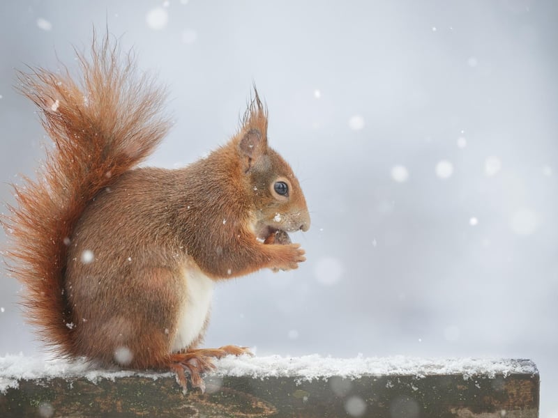 Red Squirrels are an endangered species due to the invasion of Grey Squirrels driving them to near extinction across Scotland. Fortunately, this year scientists have studied non-lethal ways to depopulate Grey Squirrels by using ‘birth control’ solutions placed in food samples that only they can access - allowing the Red Squirrel population a chance to recover at last.