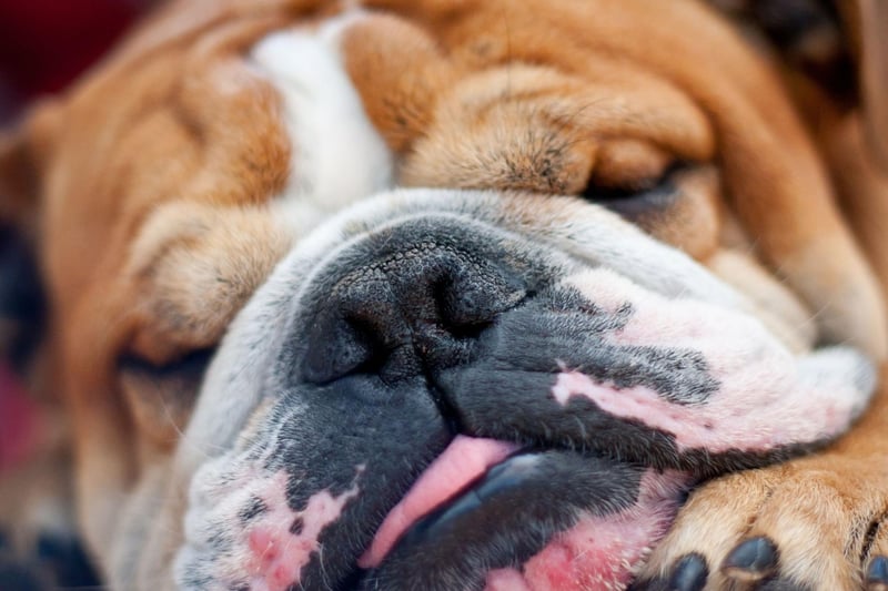 It's not so much toilet training the Bulldog that's the tricky bit - it's convincing it to get off the couch to do anything. They are as single-minded as they are adorable.