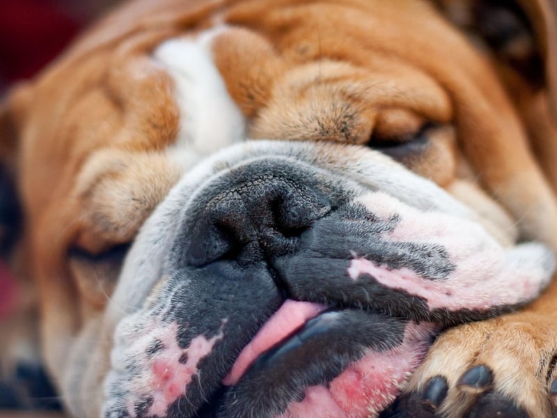 It's not so much toilet training the Bulldog that's the tricky bit - it's convincing it to get off the couch to do anything. They are as single-minded as they are adorable.