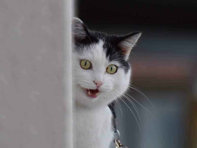 Want your cat to be a Box Office superstar? Then this is the name for you.
