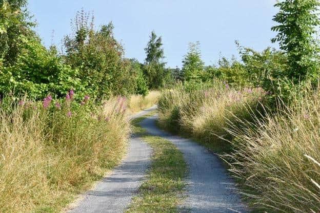 A path through the woodlands at Fritton Lake, Norfolk.