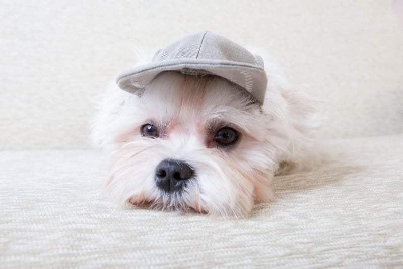One of the smallest breeds, Maltese may be tiny but they are also one of the most empathetic pets and are often used as therapy dogs. They need very little outdoor exercise and even giving them their daily brush can be fairly therapeutic and relaxing.