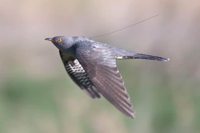 The British Trust for Ornithology has been tracking cuckoos since 2011 in a bid to discover why the species is suffering major declines. Picture: Neil Calbrade/BTO