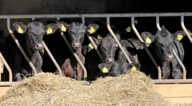 Aberdeen Angus progeny
