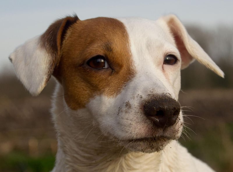 The Jack Russell Terrier was the longest living breed that the study looked at - with an average age of 12.72 years.