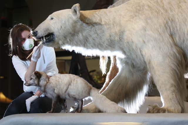 Collections care manager Anna Starkey,National Museums Scotland brushes a polar bear in preparation for the reopening of the National Museum of Scotland during the pandemic. Picture: Stewart Attwood