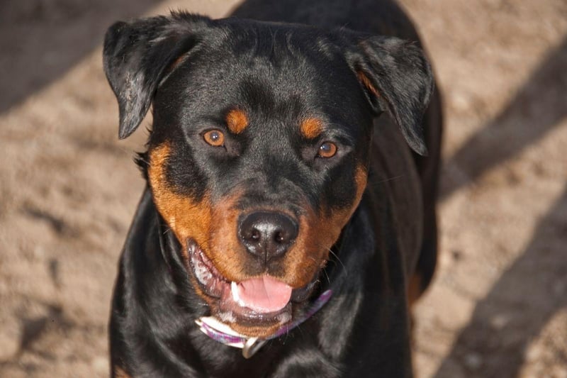 Rottweilers actively enjoy being trained and will respond to direction with great intelligence and loyalty.