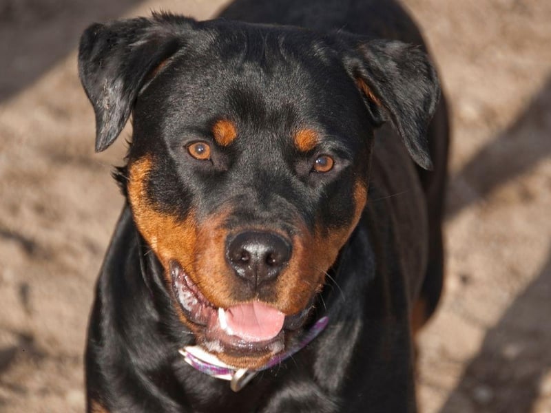 Rottweilers actively enjoy being trained and will respond to direction with great intelligence and loyalty.