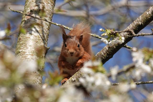 Red squirrels are much-loved today, but they were culled in shockingly high numbers until 1981 (Picture: Polly Pullar)