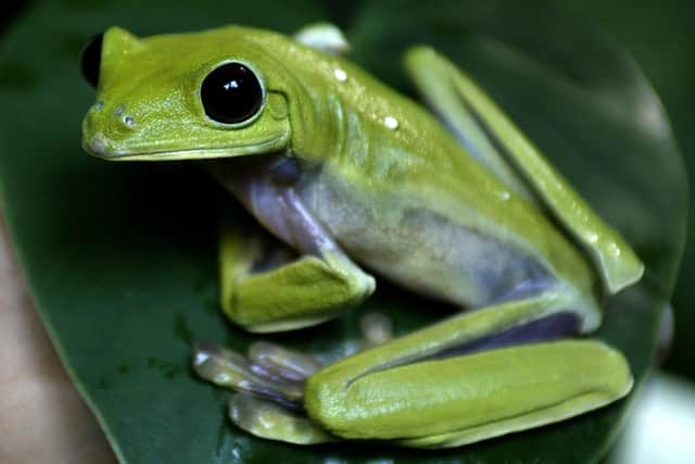 Many species are facing the threat of extinction because of human activities, but will we avoid the fate of the proverbial frog in a boiling pan of water? (Picture: Carlos Julio Martinez/AFP via Getty Images)