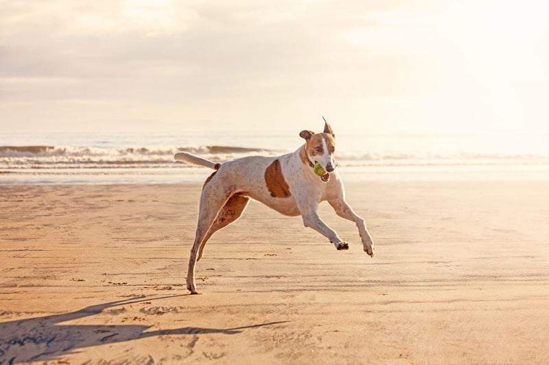Greyhounds may be one of the fastest dogs on the planet, but they are also one of the laziest. If you've give your Greyhound it's daily intense exercise session and pop into the pub on the way home, it will happily curl up on a blanket asnd sleep until it's time to leave.