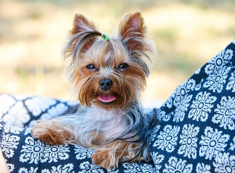 Small dogs tend to live longer than large dogs, so it's no surprise to see the tiny Yorkshire Terrier coming second in this list with an average lifespan of 12.54 years.