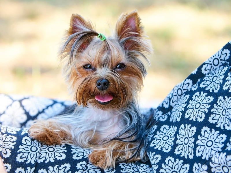 Small dogs tend to live longer than large dogs, so it's no surprise to see the tiny Yorkshire Terrier coming second in this list with an average lifespan of 12.54 years.