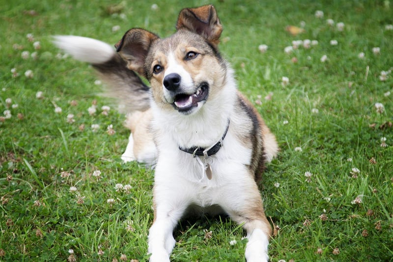 The record for the UK's longest living dog goes to Taffy the Welsh Collie who lived for 27 years and 211 days.