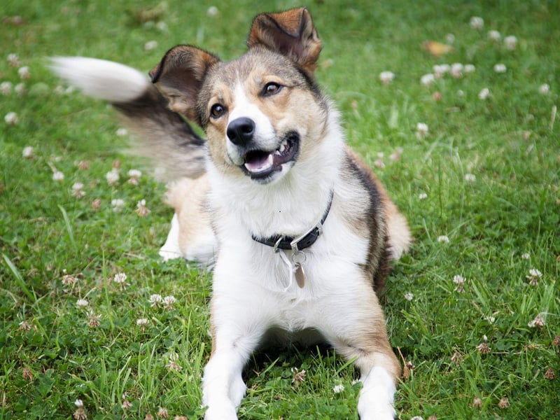 The record for the UK's longest living dog goes to Taffy the Welsh Collie who lived for 27 years and 211 days.