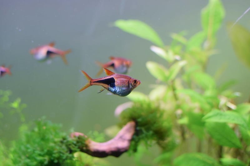 The colourful Harlequin Rasbora is a native of Southeast Asia is a small fish that will form a dazzling shoal in your aquarium. Get up to 10 of them - they get on well with everyone and are happy to just eat basic fish flakes.