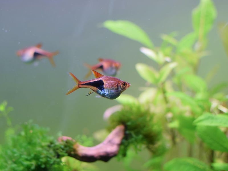 The colourful Harlequin Rasbora is a native of Southeast Asia is a small fish that will form a dazzling shoal in your aquarium. Get up to 10 of them - they get on well with everyone and are happy to just eat basic fish flakes.