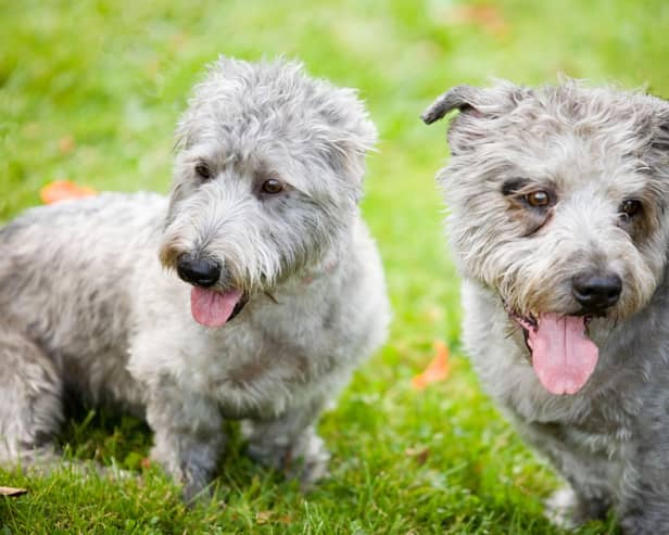 Although they remain a relatively rare dog, the Glen of Imaal Terrier saw its popularity soar by 130 per cent increase in the last year, with registrations rising from 14 in 2020 to 41 in 2021.