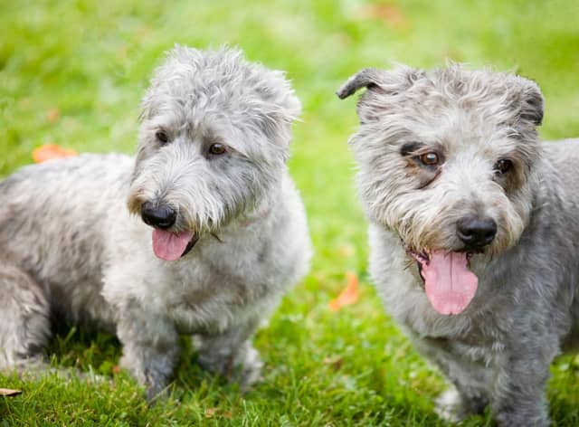 Although they remain a relatively rare dog, the Glen of Imaal Terrier saw its popularity soar by 130 per cent increase in the last year, with registrations rising from 14 in 2020 to 41 in 2021.