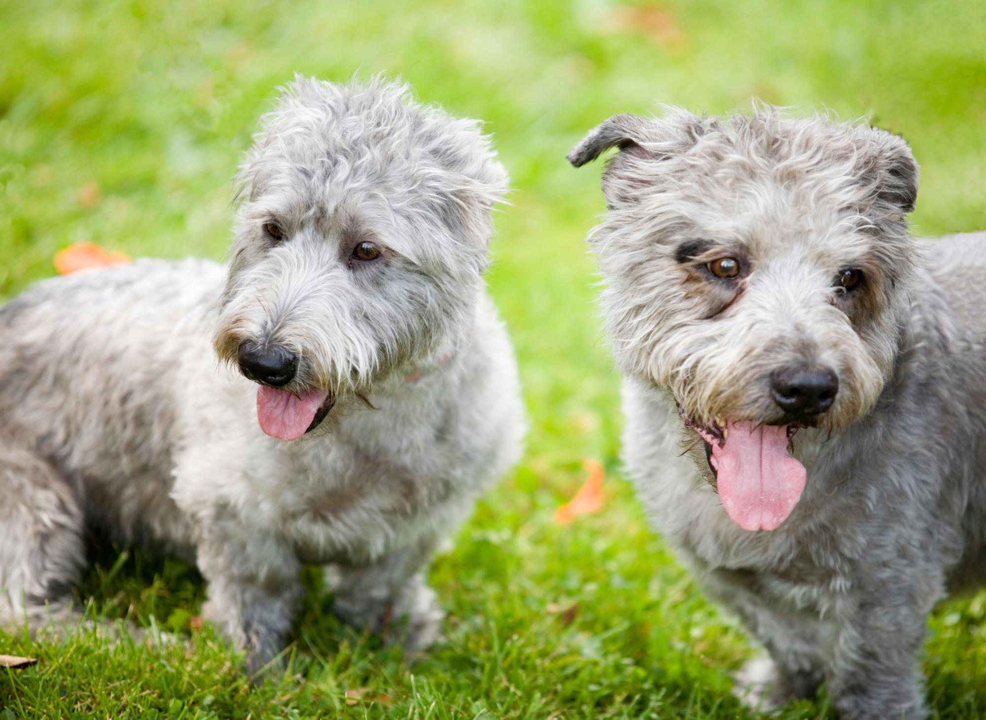 Cutest online terrier breeds