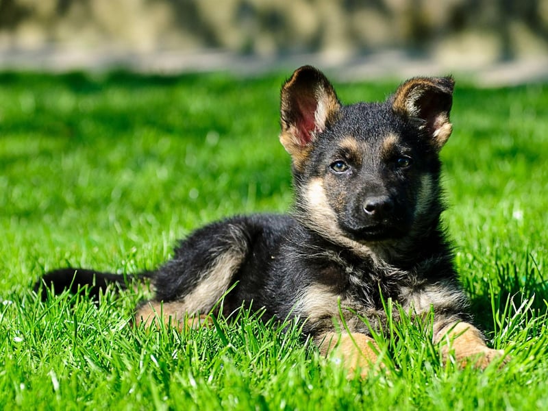 The brave, loyal and intelligent German Shepherd takes eighth spot. Not only do they make wonderful family pets, they are also one of the most useful dog breeds - working with the police and army on everything from guard duties to drug detection.