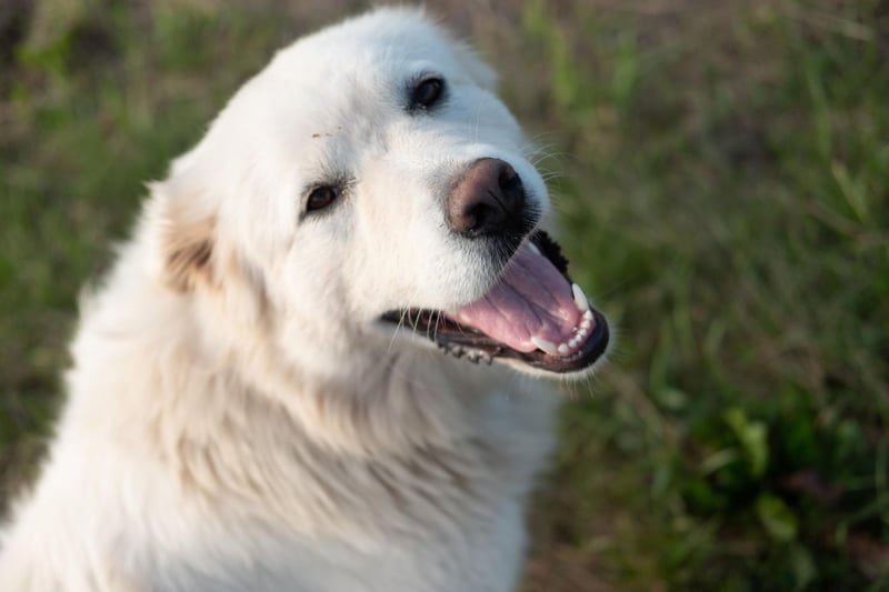 Owners of Great Pyrenees don't have to worry so much about their dog's hair on light carpets, but be prepared to constantly remove their snow-white fur from any dark clothing you dare to wear.