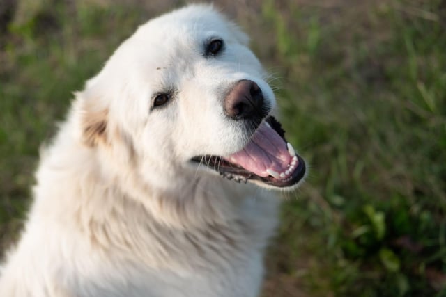 Owners of Great Pyrenees don't have to worry so much about their dog's hair on light carpets, but be prepared to constantly remove their snow-white fur from any dark clothing you dare to wear.