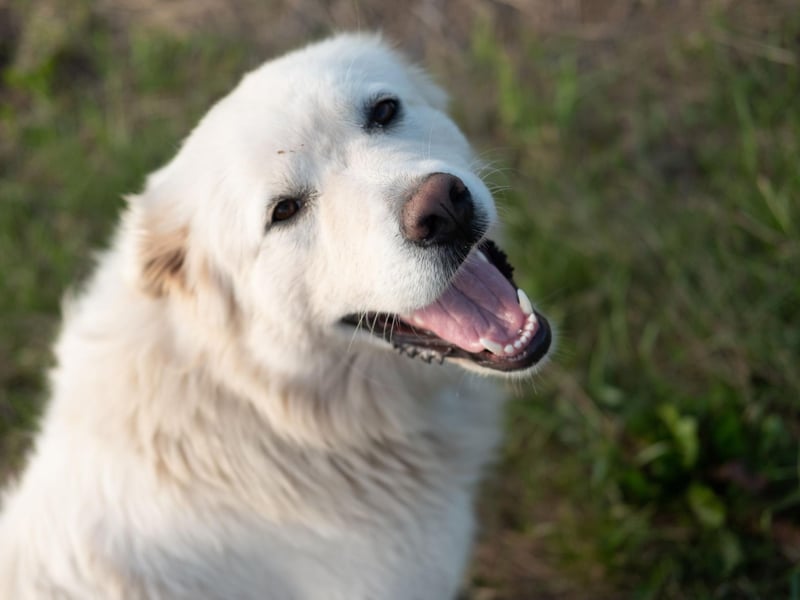 Owners of Great Pyrenees don't have to worry so much about their dog's hair on light carpets, but be prepared to constantly remove their snow-white fur from any dark clothing you dare to wear.