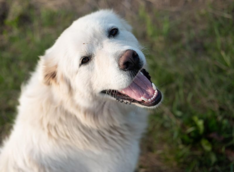 Owners of Great Pyrenees don't have to worry so much about their dog's hair on light carpets, but be prepared to constantly remove their snow-white fur from any dark clothing you dare to wear.