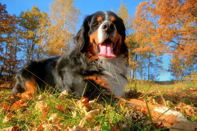 The Bernese Mountain Dog has been bred to work - whether guarding property, herding cattle or pulling carts. Sometimes it can be a dirty business - a perl of the job for this gentle giant.