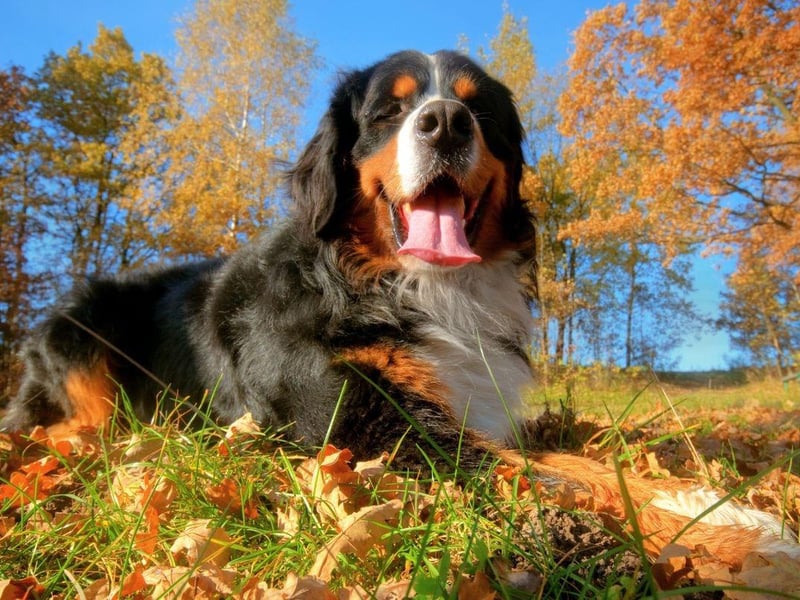 The Bernese Mountain Dog has been bred to work - whether guarding property, herding cattle or pulling carts. Sometimes it can be a dirty business - a perl of the job for this gentle giant.