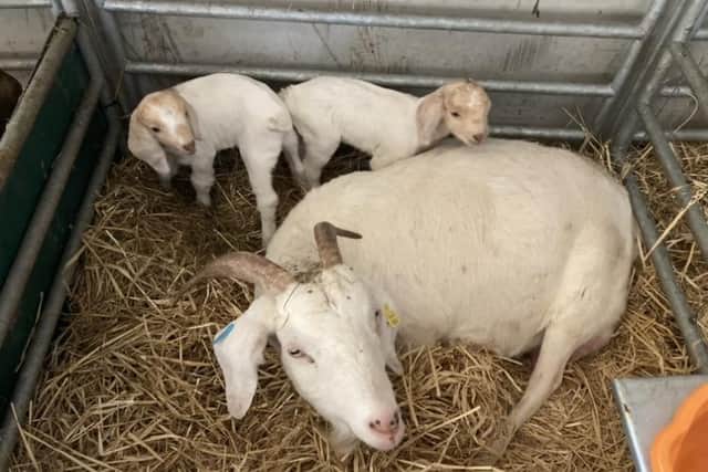 Around 60 Cashmere kids will be born this spring and summer at Lunan Bay Farm with around the same amount bred for meat, which has long made its way onto the restaurants of some  of Scotland's most highly regarded restaurants. PIC: National World.