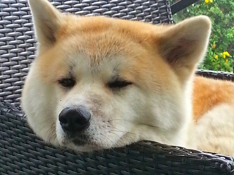 A large and muscular bred that delights in testing the boundaries, the Akita is another breed that responds to an iron will. Let your training slide and this breed can become unruly and difficult.