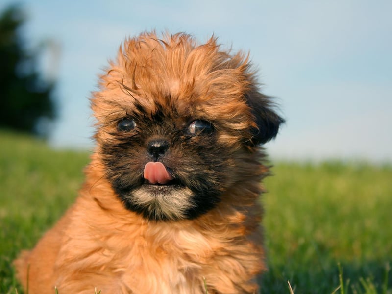 The Shih Tzu gets it's name from the Chinese language word for 'lion'. The dog was bred to resemble lions as they are represented in traditional oriental art.