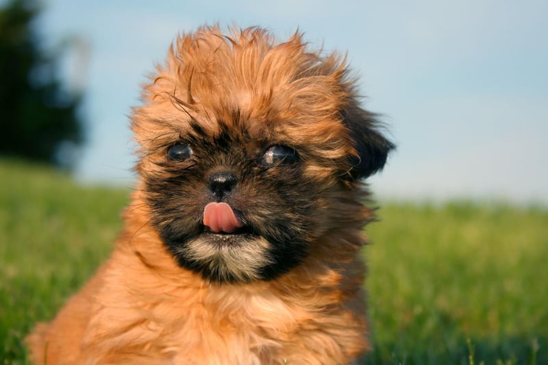 The Shih Tzu gets it's name from the Chinese language word for 'lion'. The dog was bred to resemble lions as they are represented in traditional oriental art.