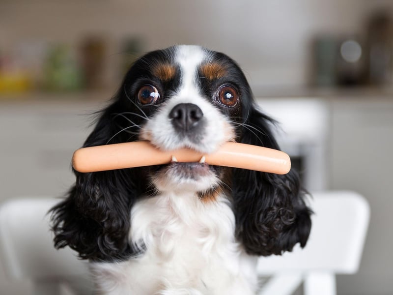 Charlie is the second most popular male puppy name in Britain. A shortened form of Charles, it means 'free man'.