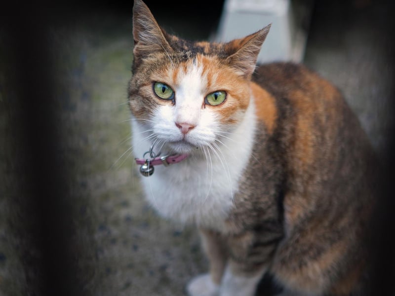 Cats often find eye contact threatening, so if they hold eye contact with you, they feel safe. If they slowly blink at you - this is a sign of love.