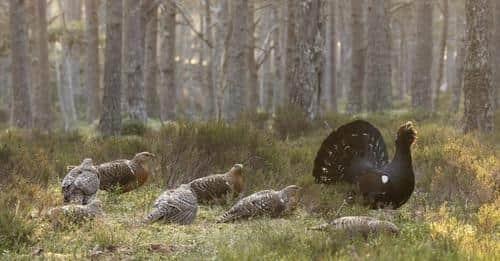 Capercaillie, which were once extinct in Scotland, are among the most heavily protected bird species.