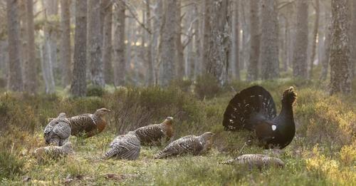Man accused of disturbing capercaillie mating ground in the Cairngorms